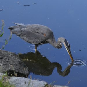 A Great Blue Heron standing in shallow water has a tiny fish in its beak