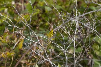 A Yellow Warbler -- a little bright yellow bird with slightly duller wings -- is sitting on a branch with its tail up and greenery in the background