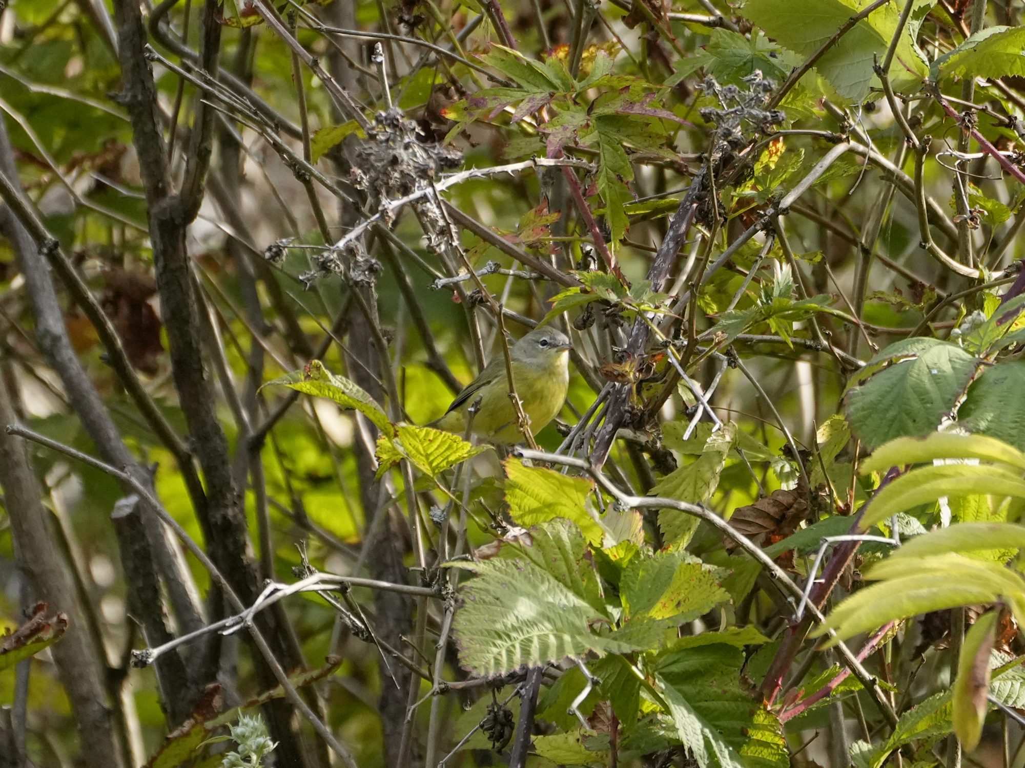 An Orange-crowned Warbler -- a little bird with yellow chest and grey / greenish / yellowish wings and head -- is sitting in a bush