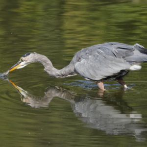 A Great Blue Heron, standing in water, has just grabbed a small fish