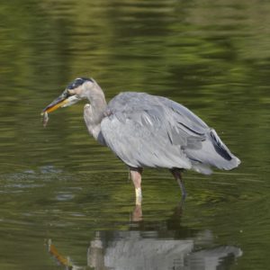 A Great Blue Heron is standing in shallow water, holding a small fish in its beak