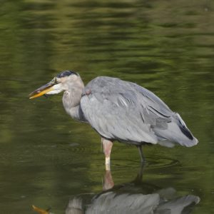 A Great Blue Heron is standing in shallow water, holding a small fish in its beak