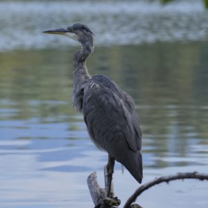 A Great Blue Heron in the shade, is on a small log looking across the water