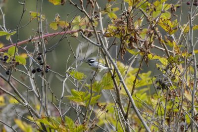 A Black-throated Gray Warbler is sitting on a branch surrounded by greenery
