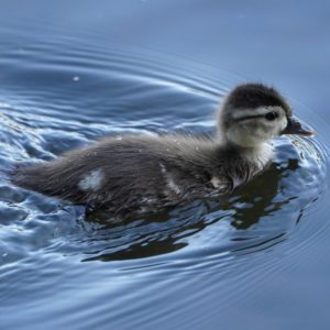 Wood Duckling swimming in the shade