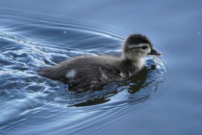 Wood Duckling swimming in the shade