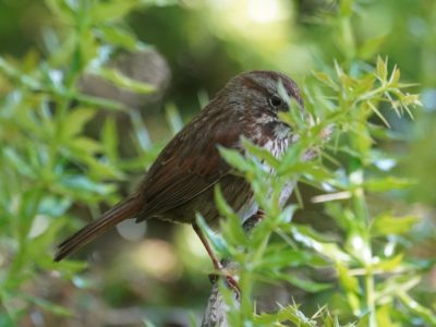 Song Sparrow partly hidden by green leaves