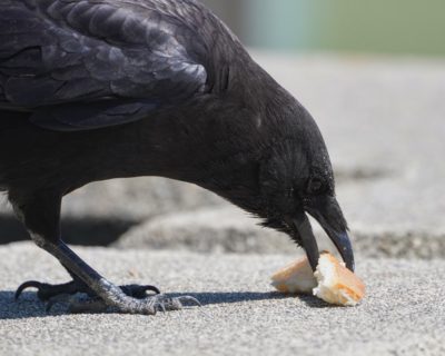 Closeup of a crow picking at a crust of bread on pavement