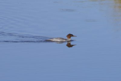 A female Common Merganser, a duck with a reddish head and pale grey / brown body, is calmly swimming on still water