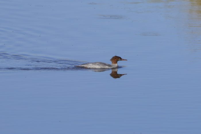 A female Common Merganser, a duck with a reddish head and pale grey / brown body, is calmly swimming on still water