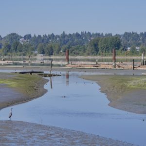 View of Pitt River from the trail. Close to us is a wide shallow creek with a heron and various ducks