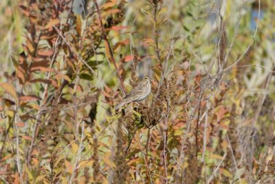 A Savannah Sparrow in a bush