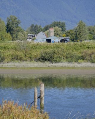 A farm across the Alouette River, and a couple pilings in the river
