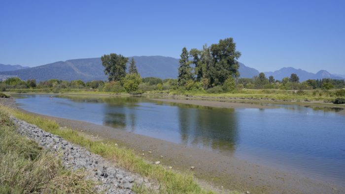 A shallower stretch of the Alouette River. The water is shallow and calm