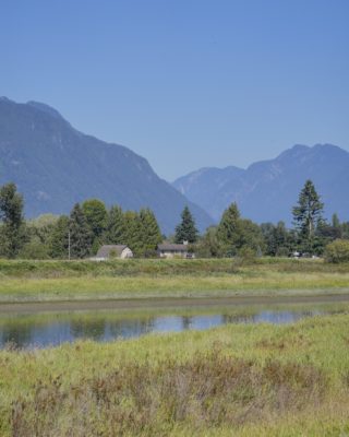 A narrow stretch of the Alouette River, between green grasses. Trees and mountains in the background