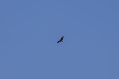A Turkey Vulture soaring far up, in a blue sky