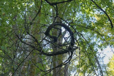 An odd spiral arrangement of branches