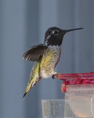 A male Anna's Hummingbird at a feeder