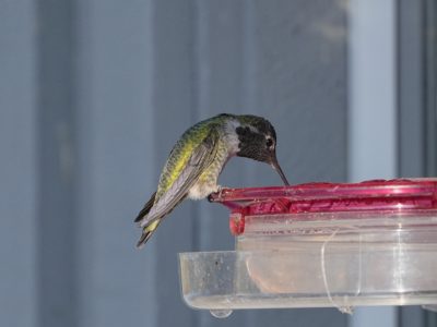 A male Anna's Hummingbird drinking from a feeder