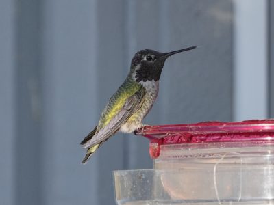 A male Anna's Hummingbird at a feeder