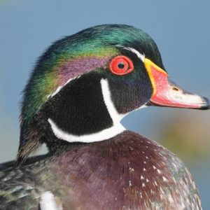 Closeup of a male Wood Duck head, in his full breeding plumage