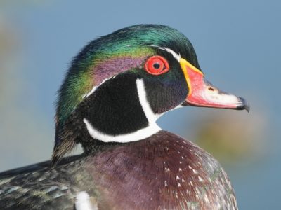 Closeup of a male Wood Duck head, in his full breeding plumage