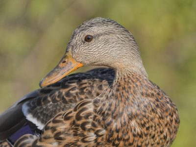 Closeup of a female Mallard Duck