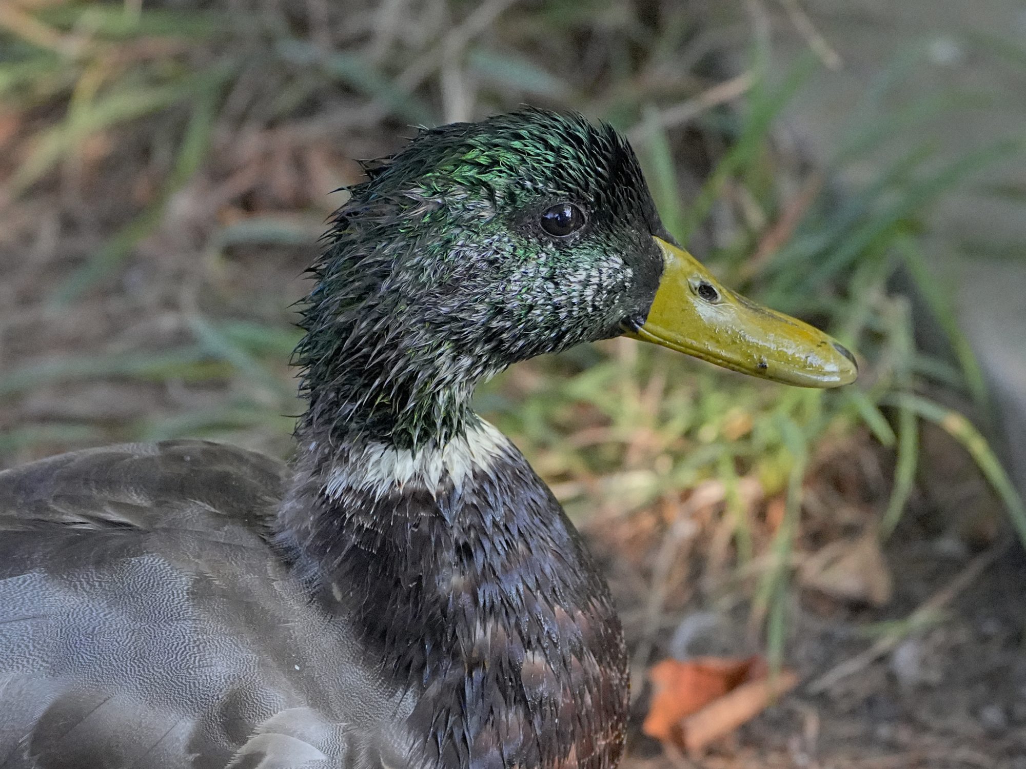 Closeup of a male Mallard, soaking wet