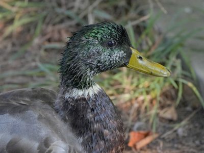 Closeup of a male Mallard, soaking wet