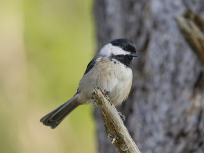 A Black-capped Chickadee sitting on a little branch