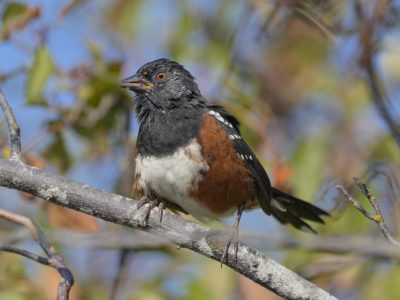 Spotted Towhee sitting on a branch, looking away