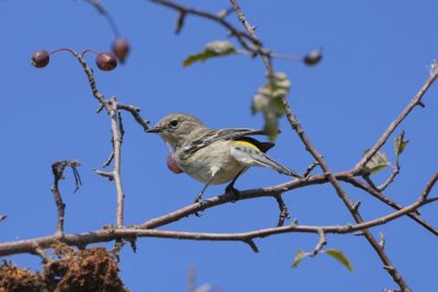 A female Yellow-rumped Warbler is sitting on a branch