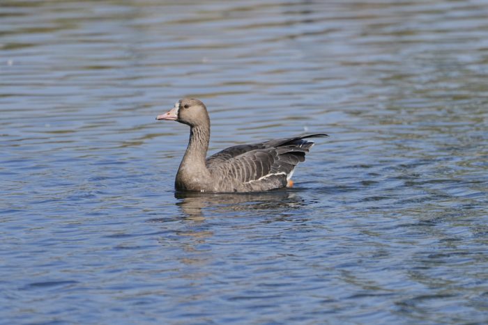 A Greater White-fronted Goose -- a mostly brown goose with a white face patch above its bill -- is swimming in the water
