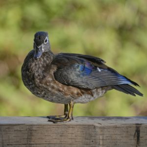 A female Wood Duck is standing on a wooden fence