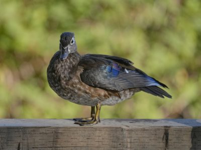 A female Wood Duck is standing on a wooden fence