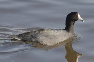An American Coot is swimming along