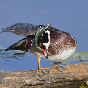 A male Wood Duck is standing on a log and vigorously preening