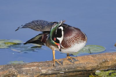 A male Wood Duck is standing on a log and vigorously preening