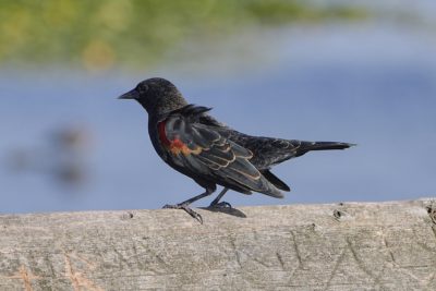 An adolescent male Red-winged Blackbird is on a wooden fence