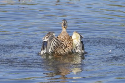 A female Wood Duck is in the water, flapping her wings