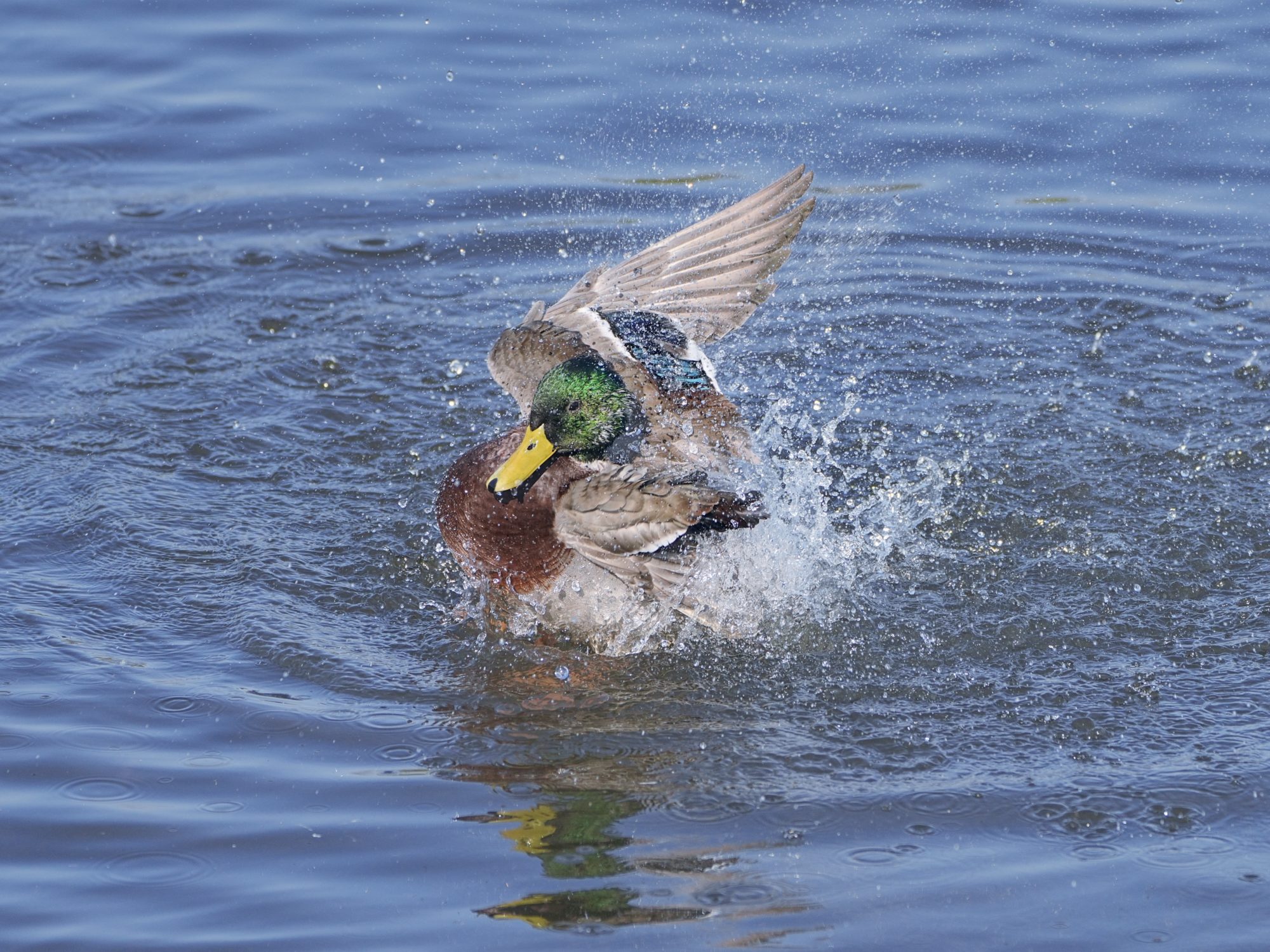 A male Mallard Duck twisting and splashing in the water