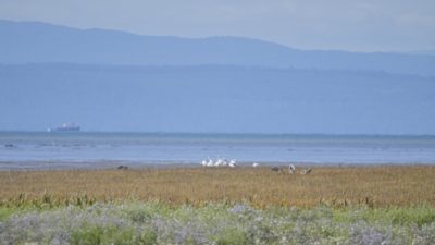 A hazy shot of faraway white birds. I believe they are American White Pelicans but I can't make out any details to confirm