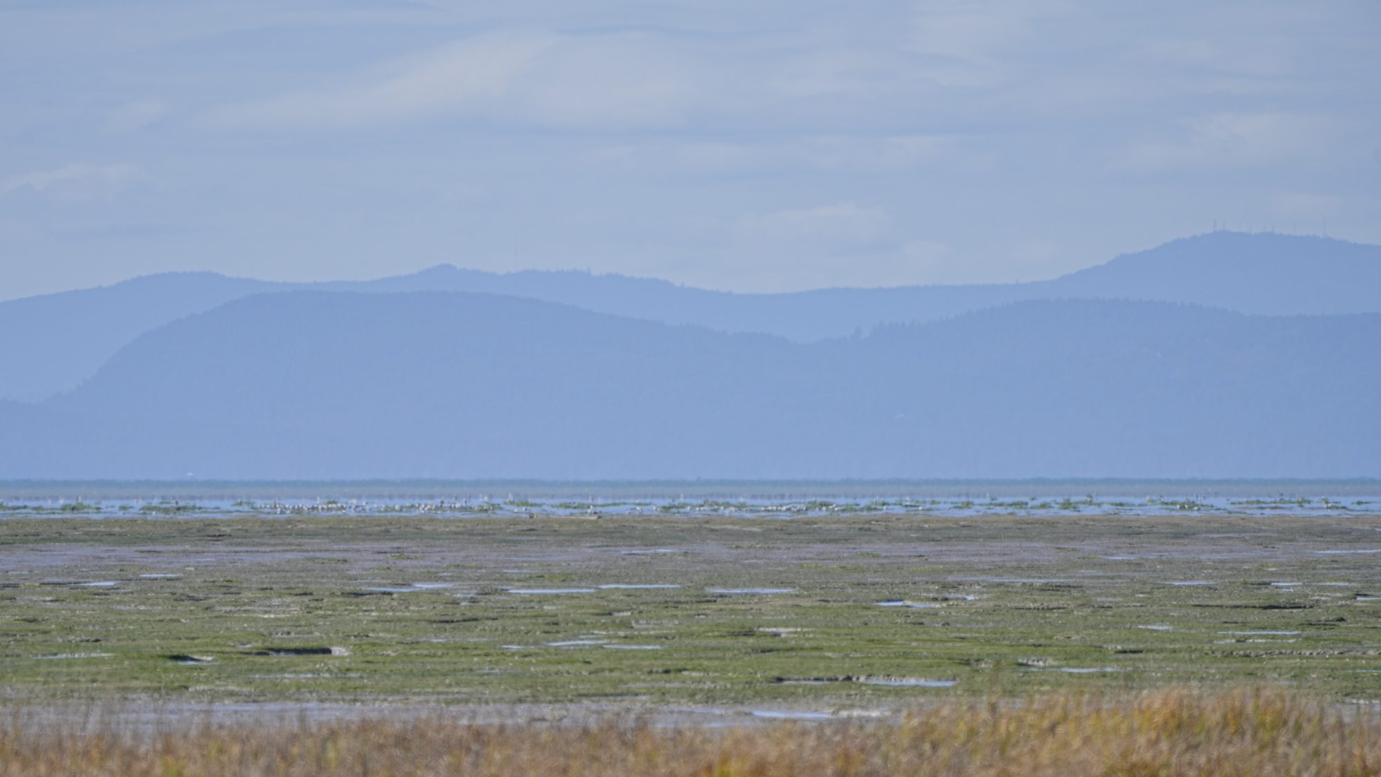 A view west from Brunswick Point, showing the mudflats and mountains in the distance