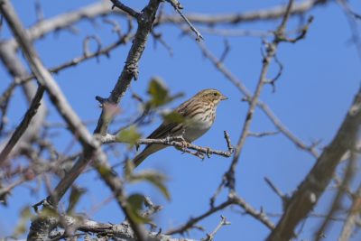 A Savannah Sparrow is sitting on a branch up in a mostly bare tree