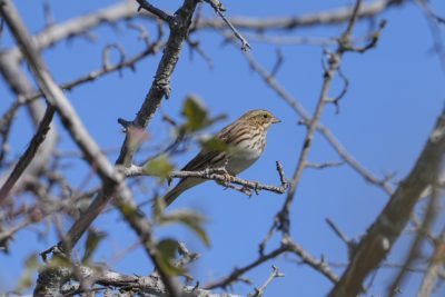 A Savannah Sparrow is sitting on a branch up in a mostly bare tree