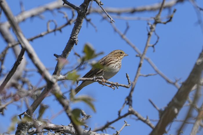 A Savannah Sparrow is sitting on a branch up in a mostly bare tree