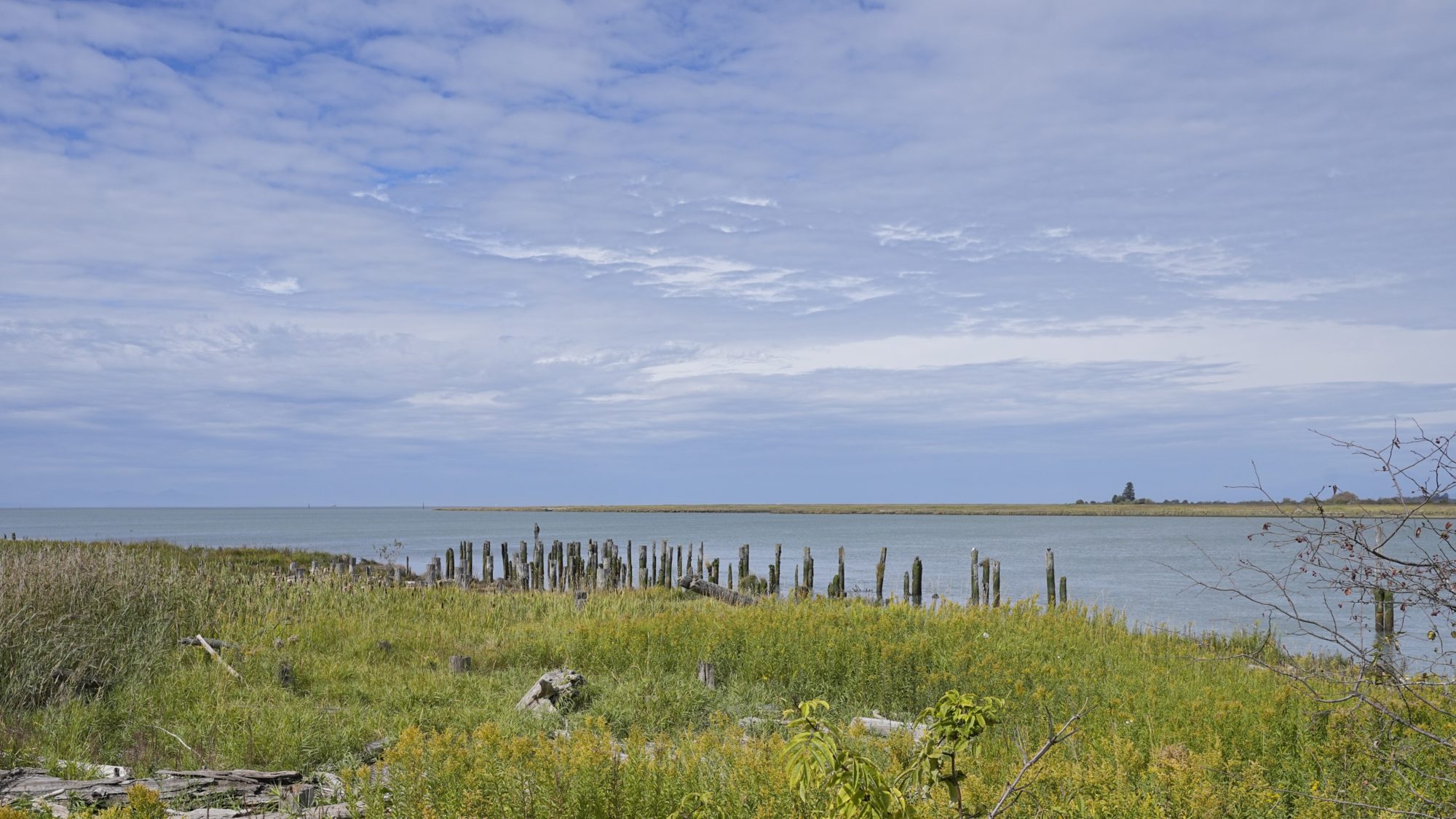 View from the Brunswick Point trail: green grasses, calm water under a mostly blue sky