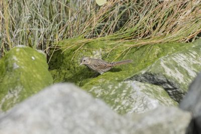 A Lincoln's Sparrow on some mossy rocks