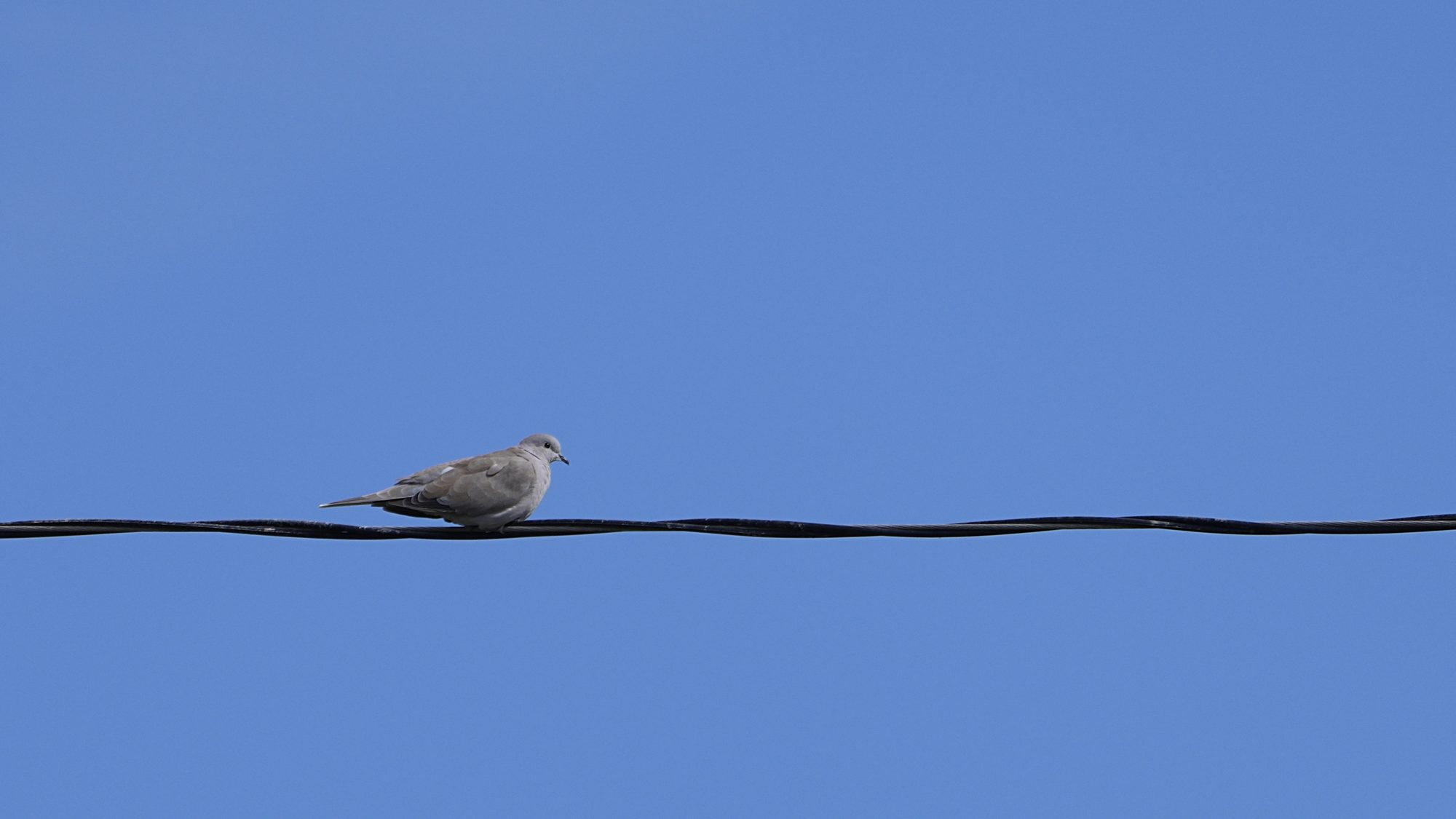 A Collared Dove is sitting on a power line, with a bright blue sky in the background