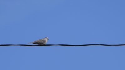 A Collared Dove is sitting on a power line, with a bright blue sky in the background